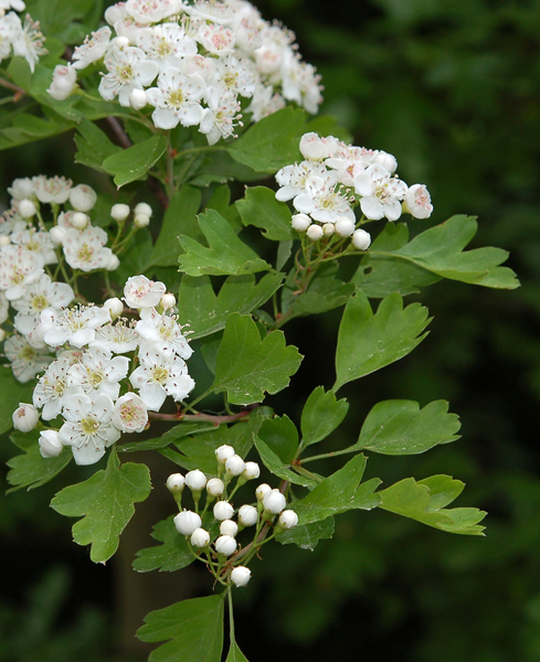  Wann ist Sommer? Wann ist Sommeranfang 2026? - weltzeituhren info 