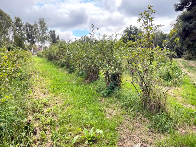 Kulturheidelbeeren auf einer Heidelbeeren-Plantage in Norddeutschland